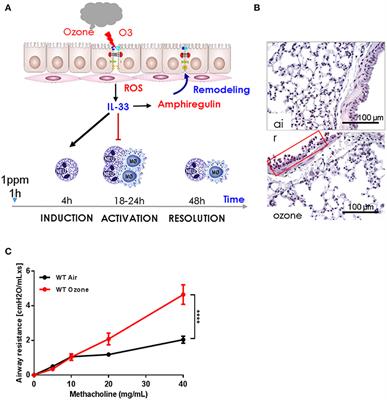 Acute Respiratory Barrier Disruption by Ozone Exposure in Mice